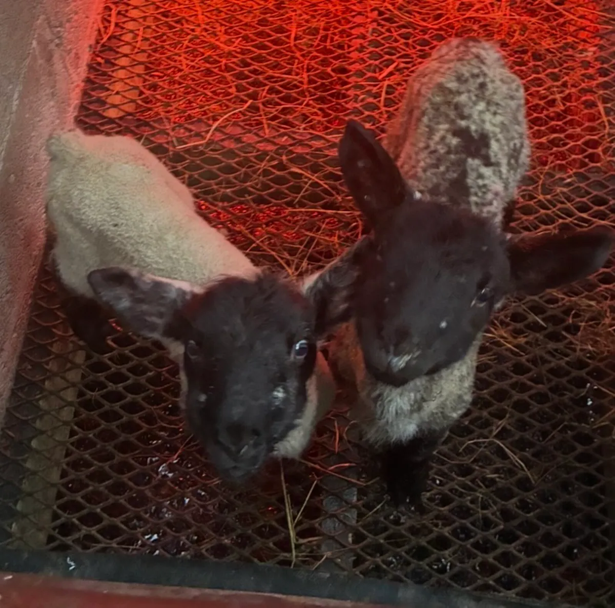 Pet Lambs for sale - Image 1