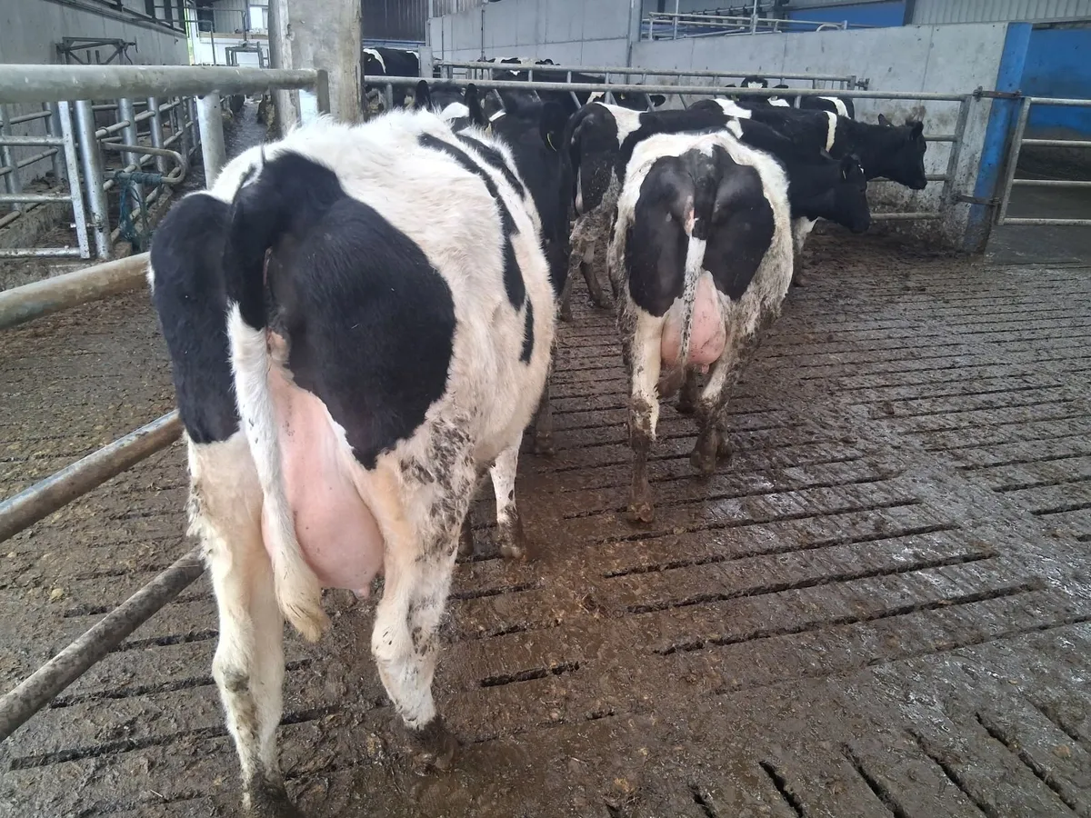 6 In calf freisan heifers - Image 1