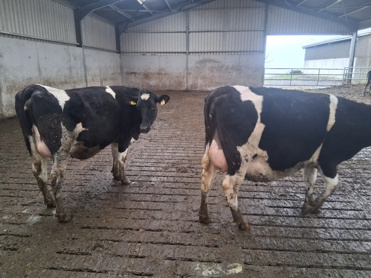 6 In calf freisan heifers - Image 2