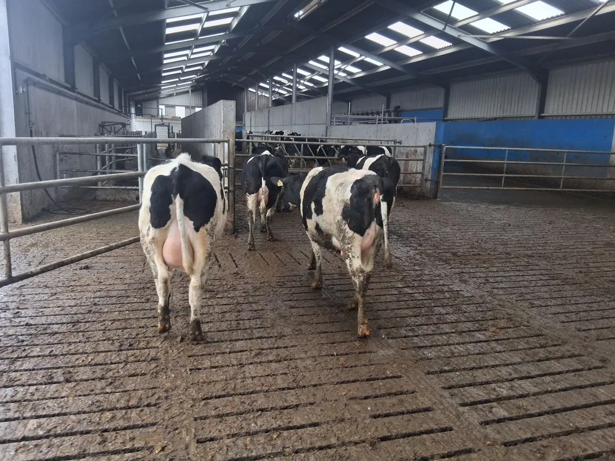 6 In calf freisan heifers - Image 3