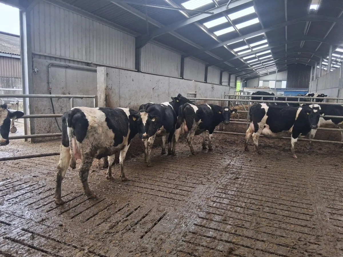 6 In calf freisan heifers - Image 4