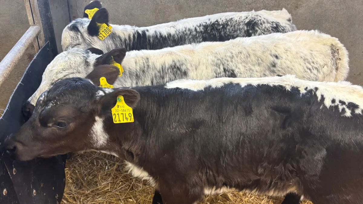 3 Speckled Park Heifer Calves - Image 2