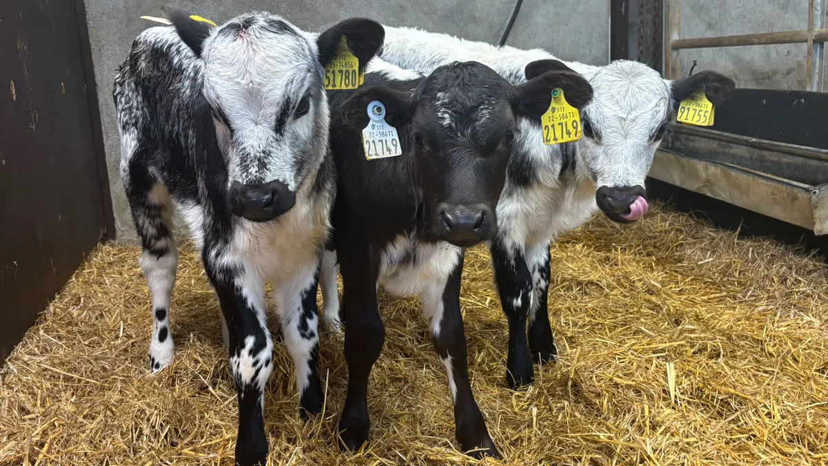 3 Speckled Park Heifer Calves - Image 3