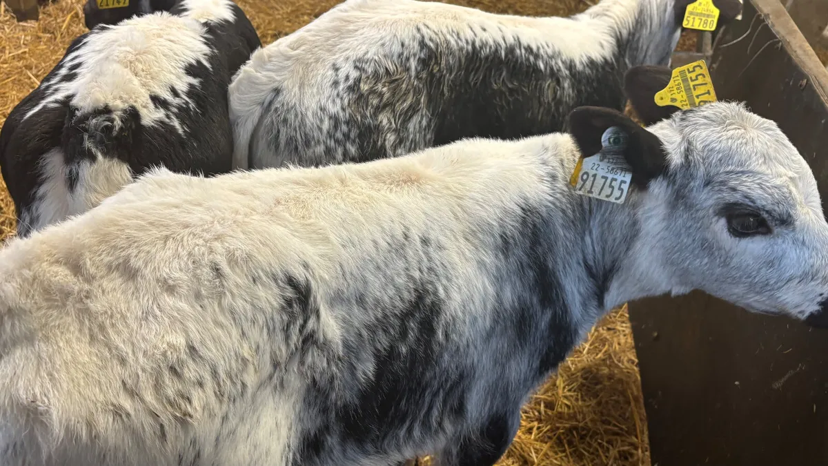 3 Speckled Park Heifer Calves - Image 4