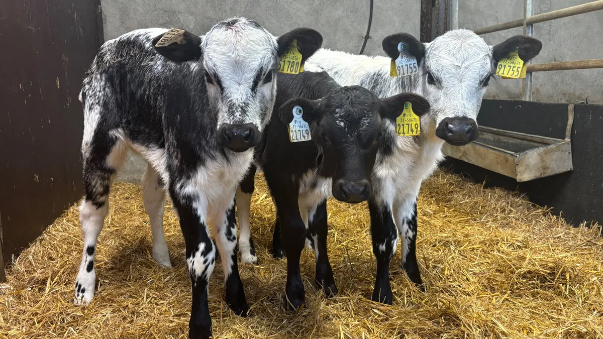 3 Speckled Park Heifer Calves - Image 1