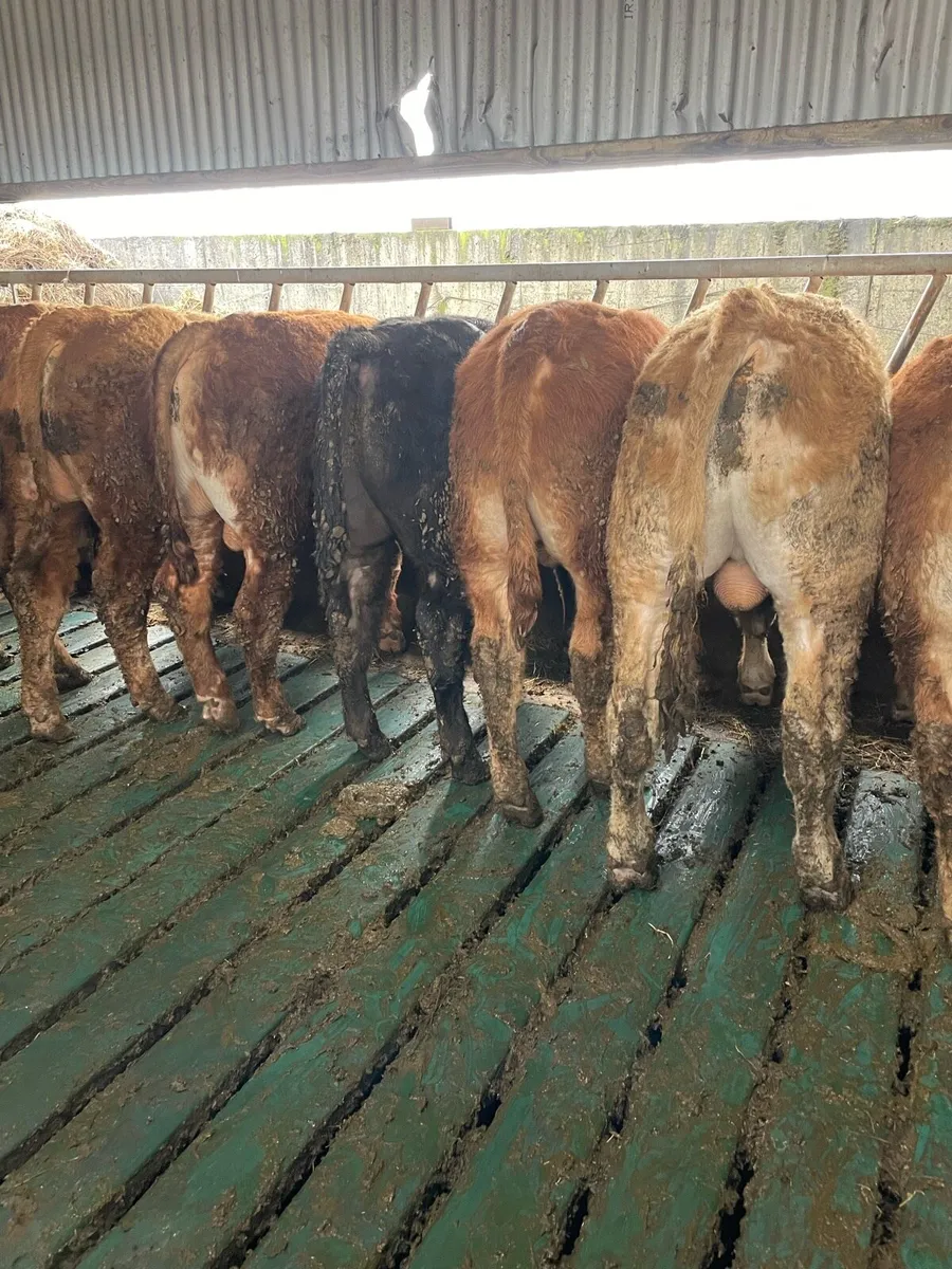 Limousin Weanling bulls Cahir mart 25th - Image 2