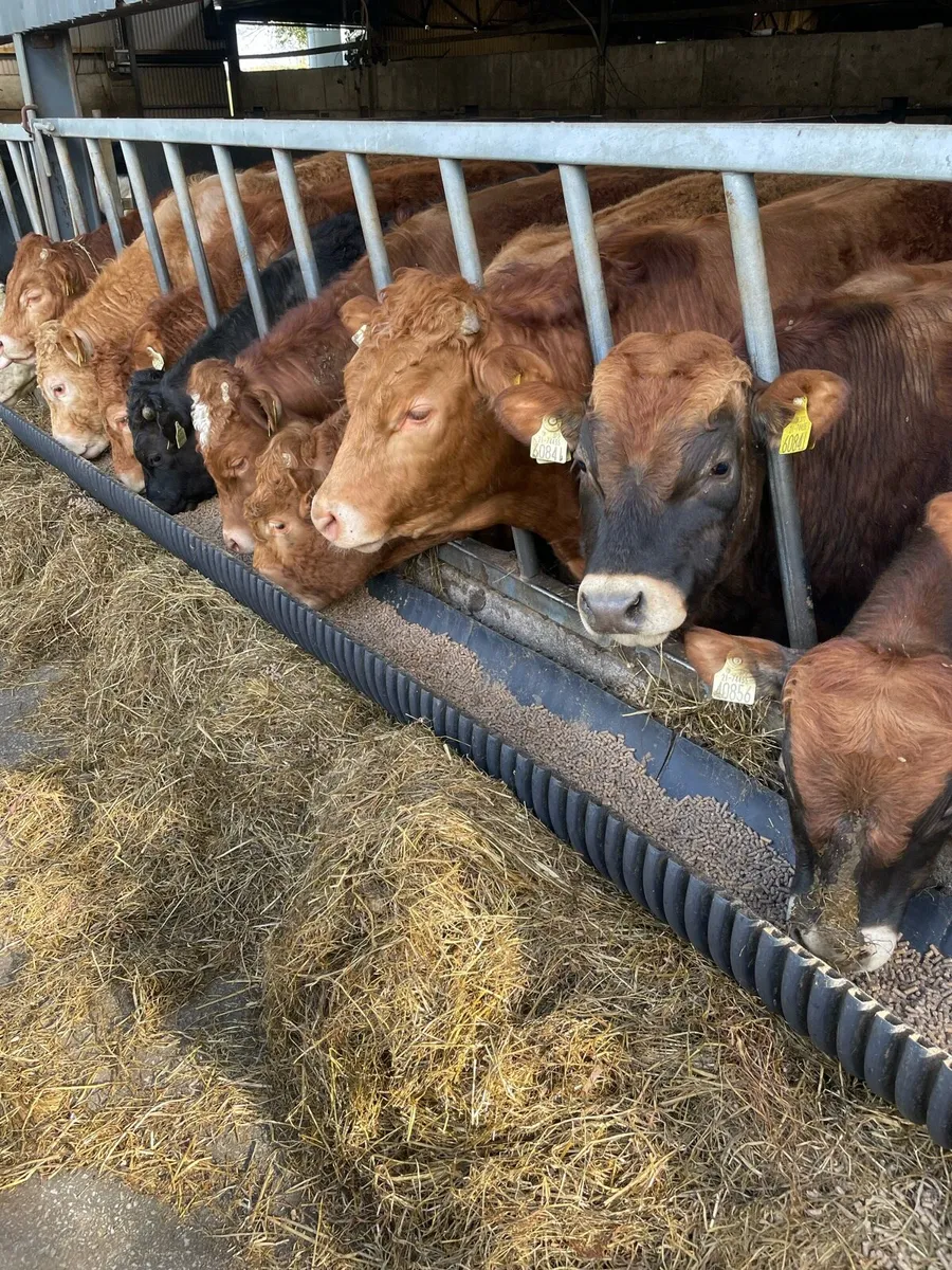 Limousin Weanling bulls Cahir mart 25th - Image 4