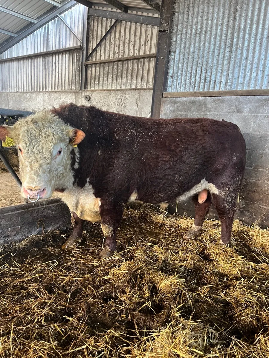 Hereford Bull - Image 1