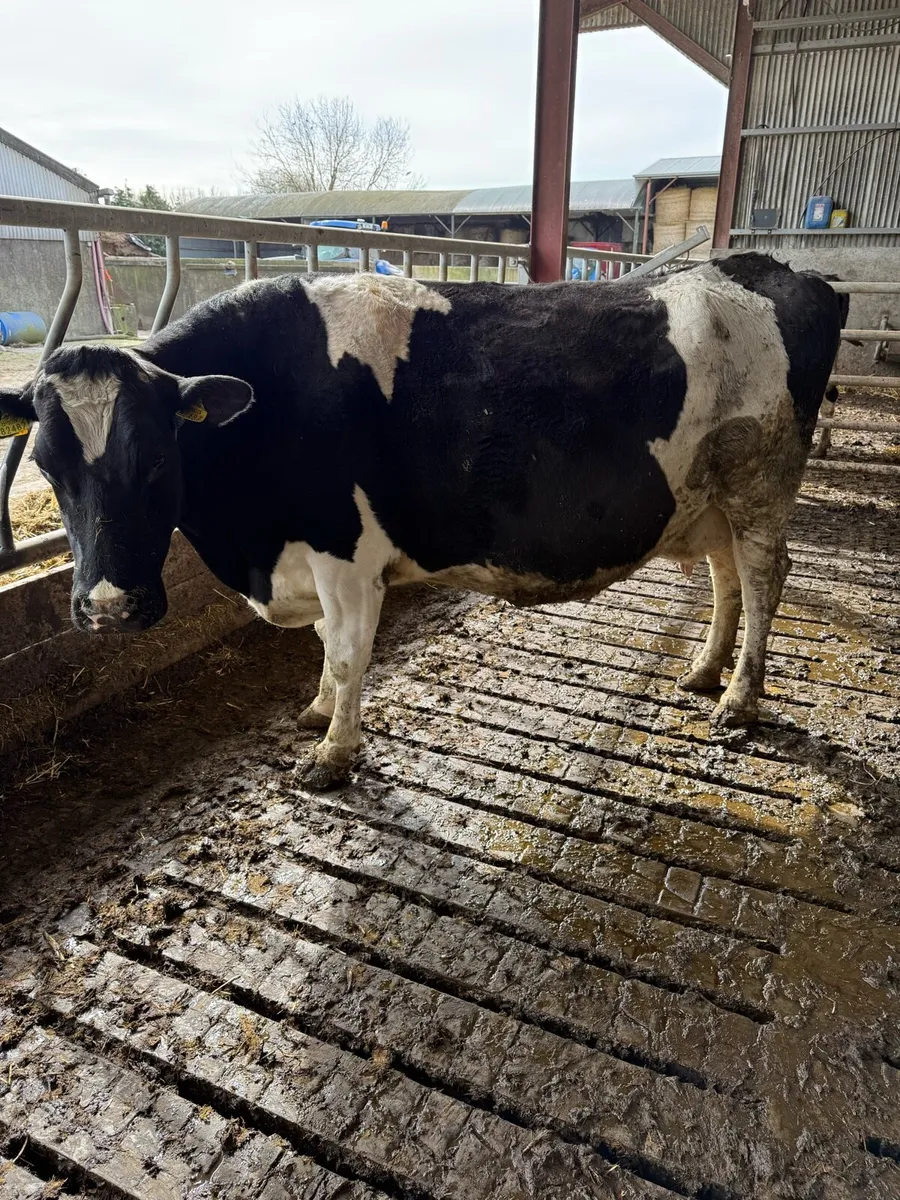 Dairy cows - Image 1