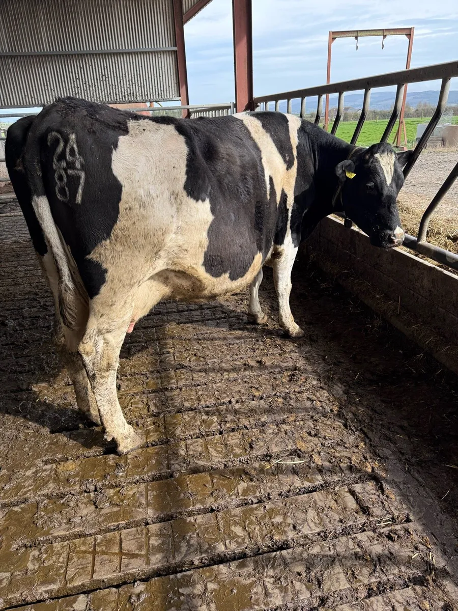Dairy cows - Image 2