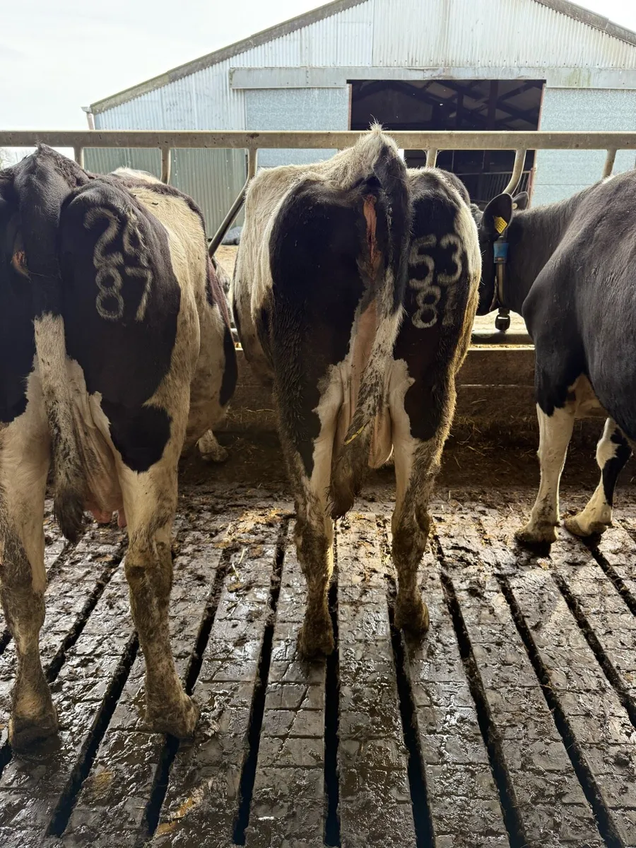 Dairy cows - Image 3