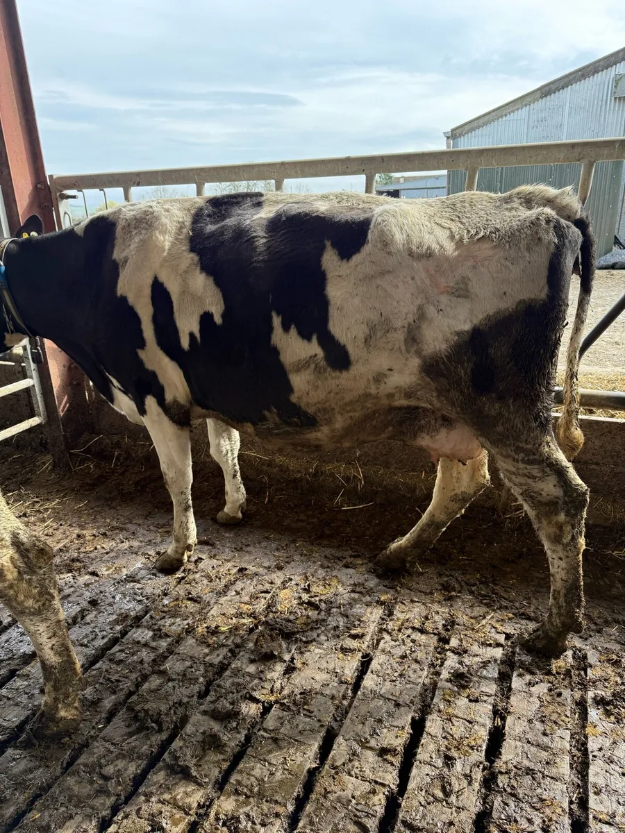 Dairy cows - Image 4