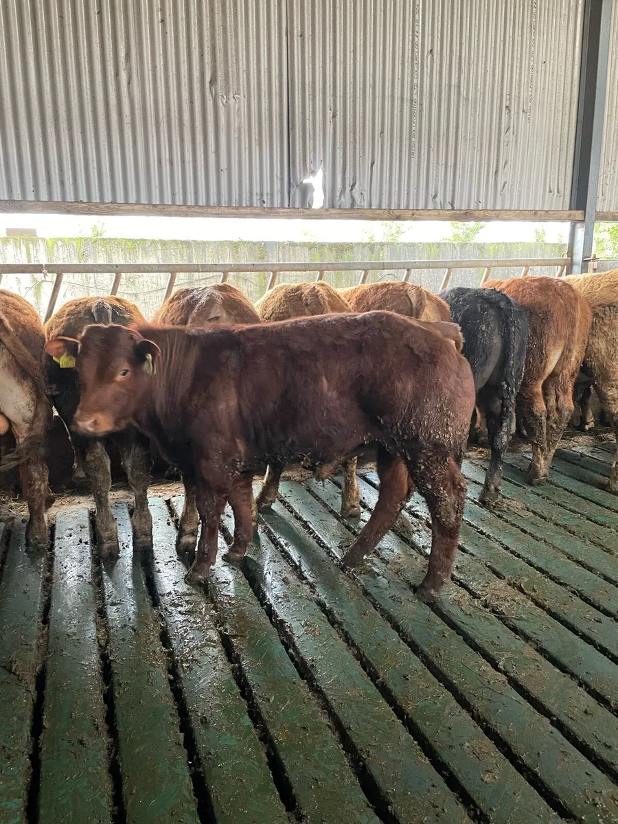 Limousin Weanling bulls Cahir mart 25th - Image 1