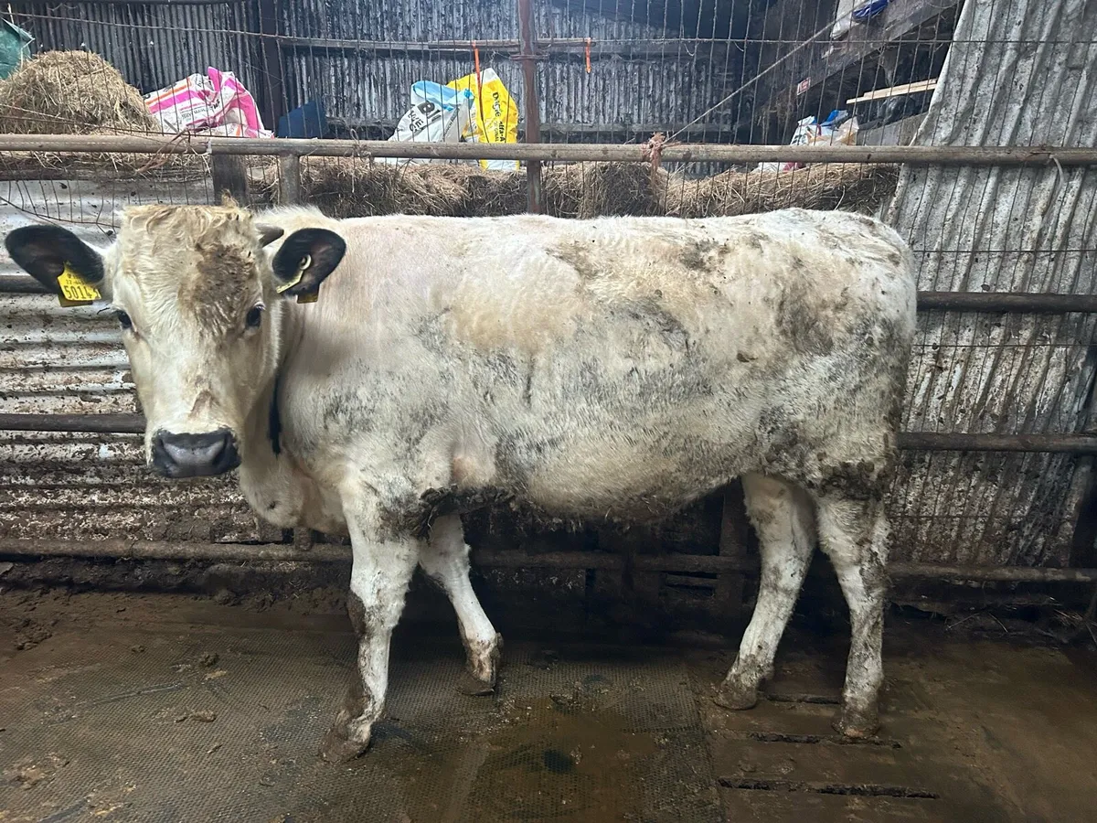 Droimeann Cattle - Image 1