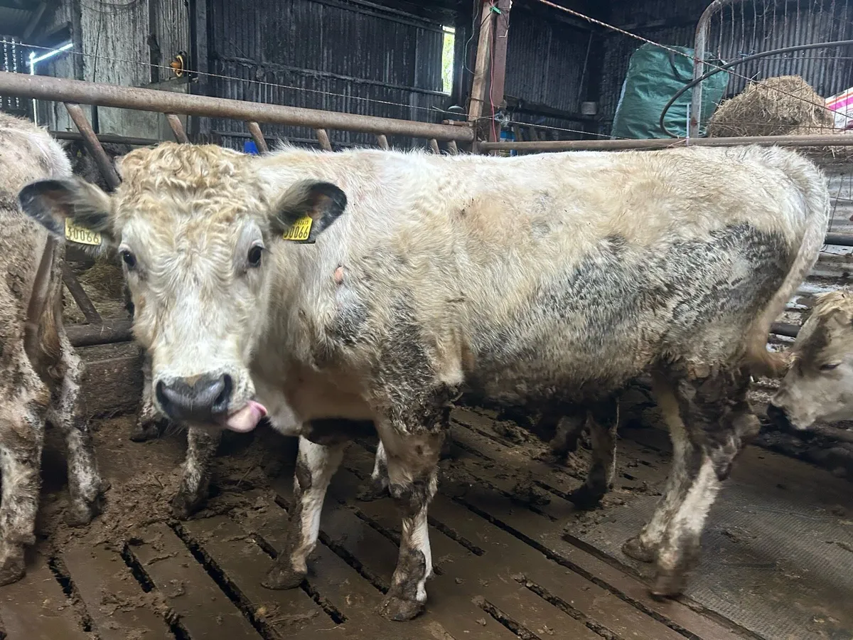 Droimeann Cattle - Image 3