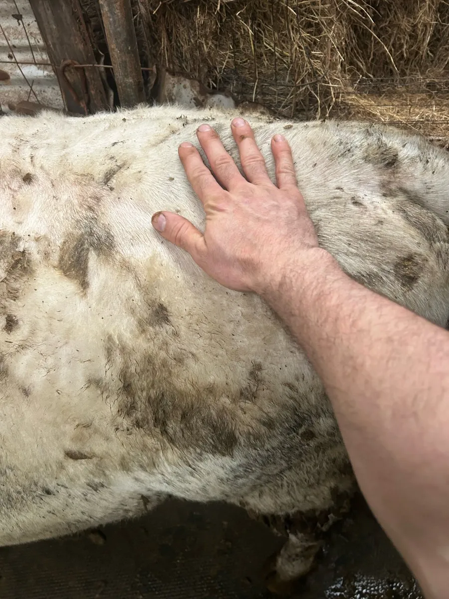 Droimeann Cattle - Image 4