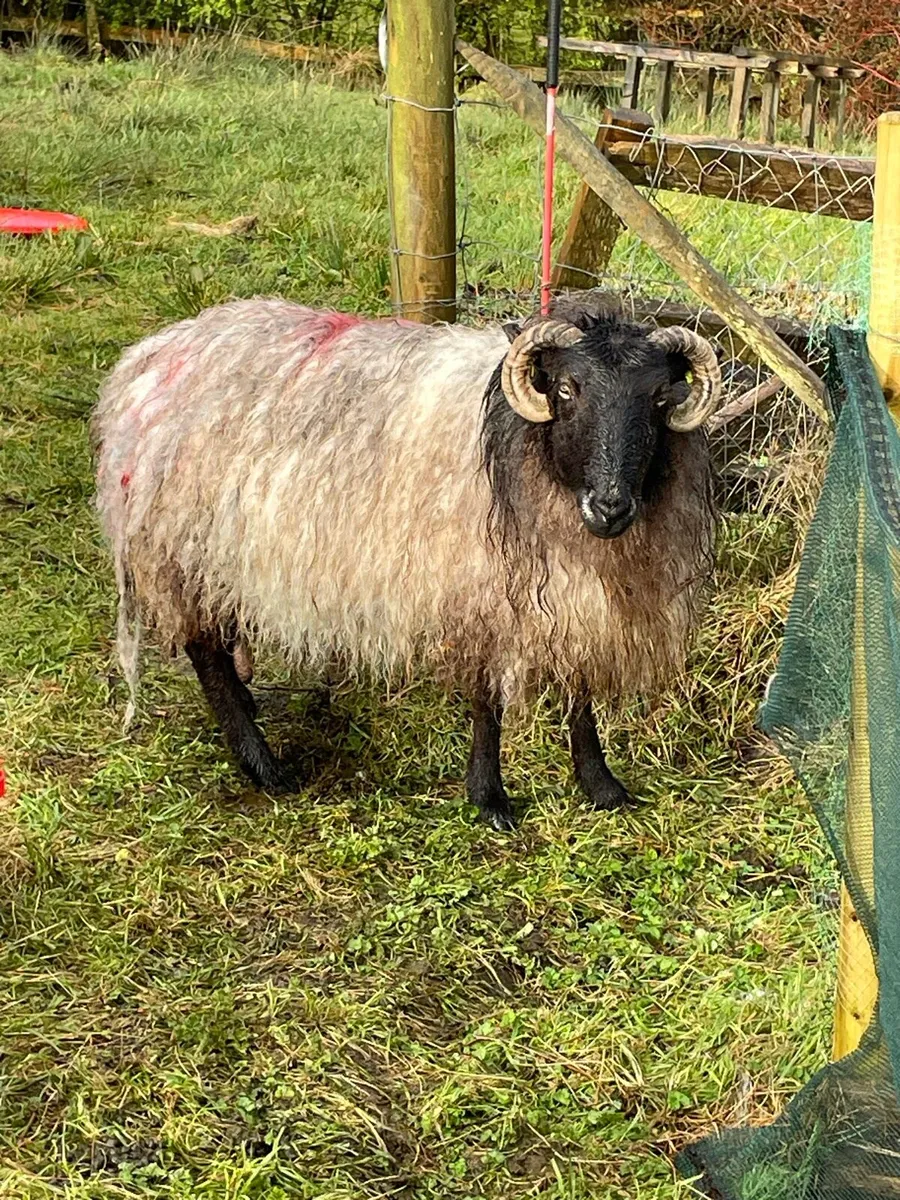Foster ewe - Image 1