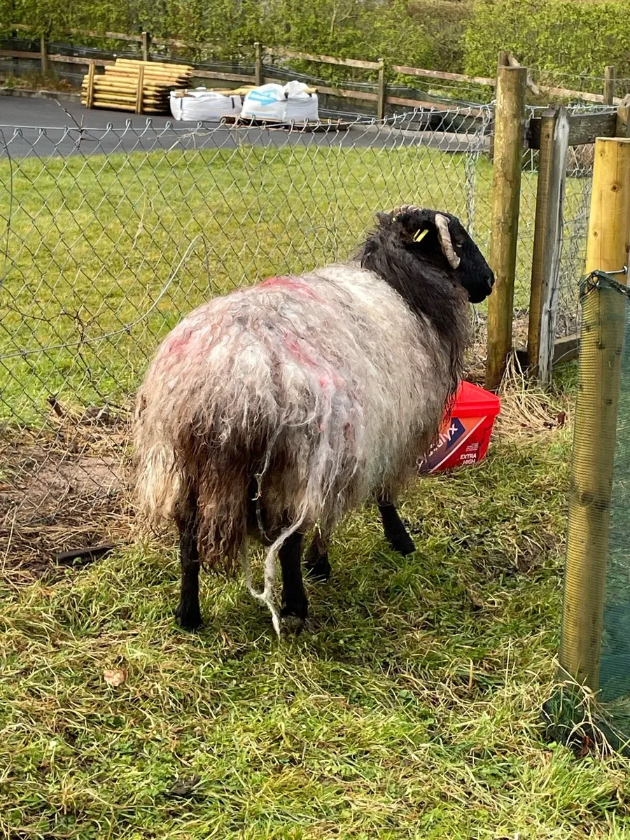 Foster ewe - Image 2