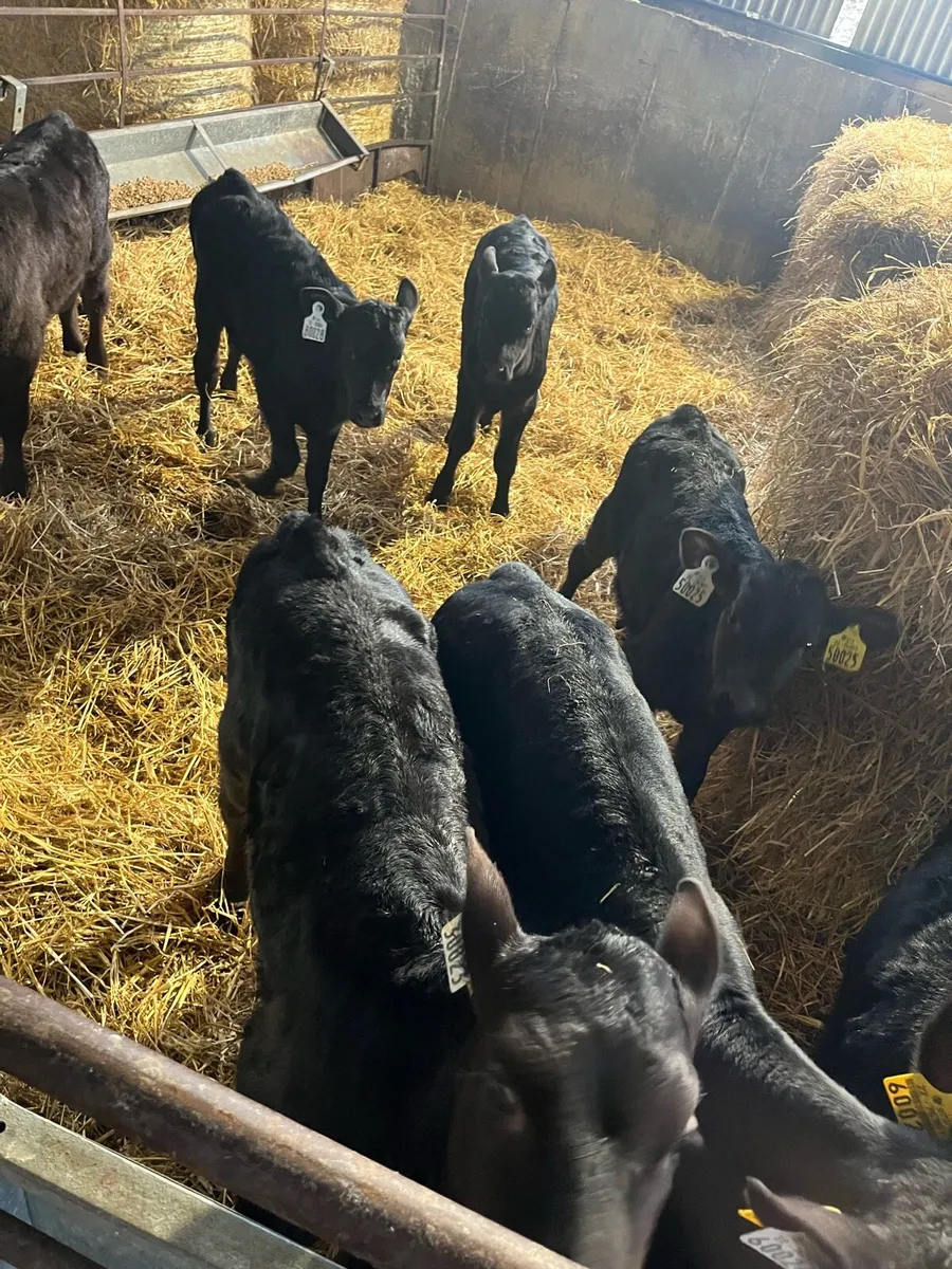 Angus calves - Image 1