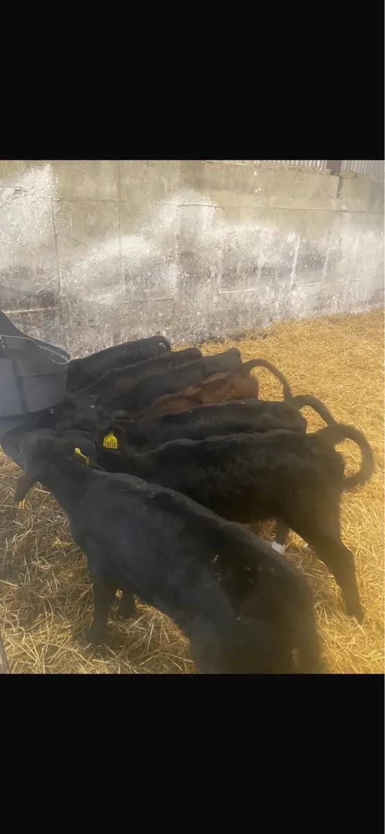 Angus calves - Image 2