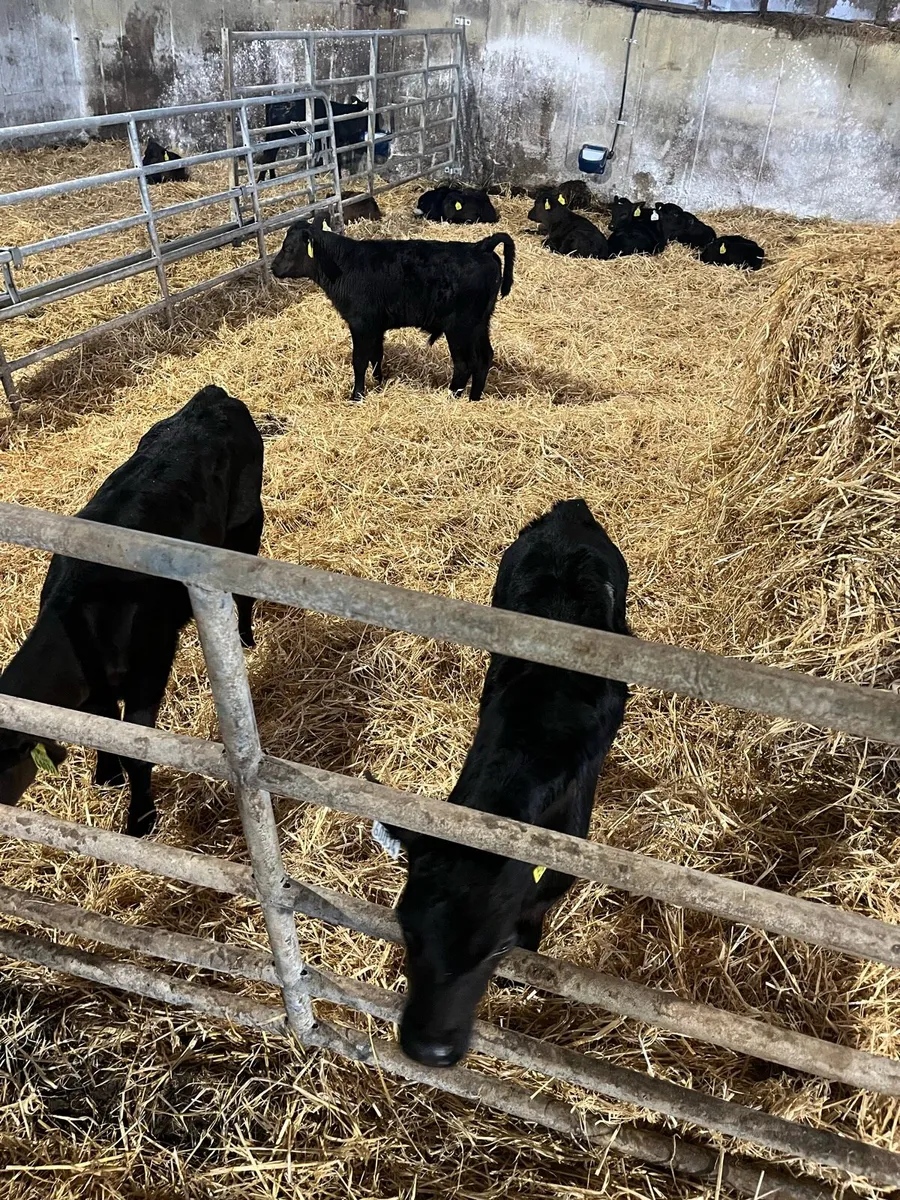 Angus calves - Image 3