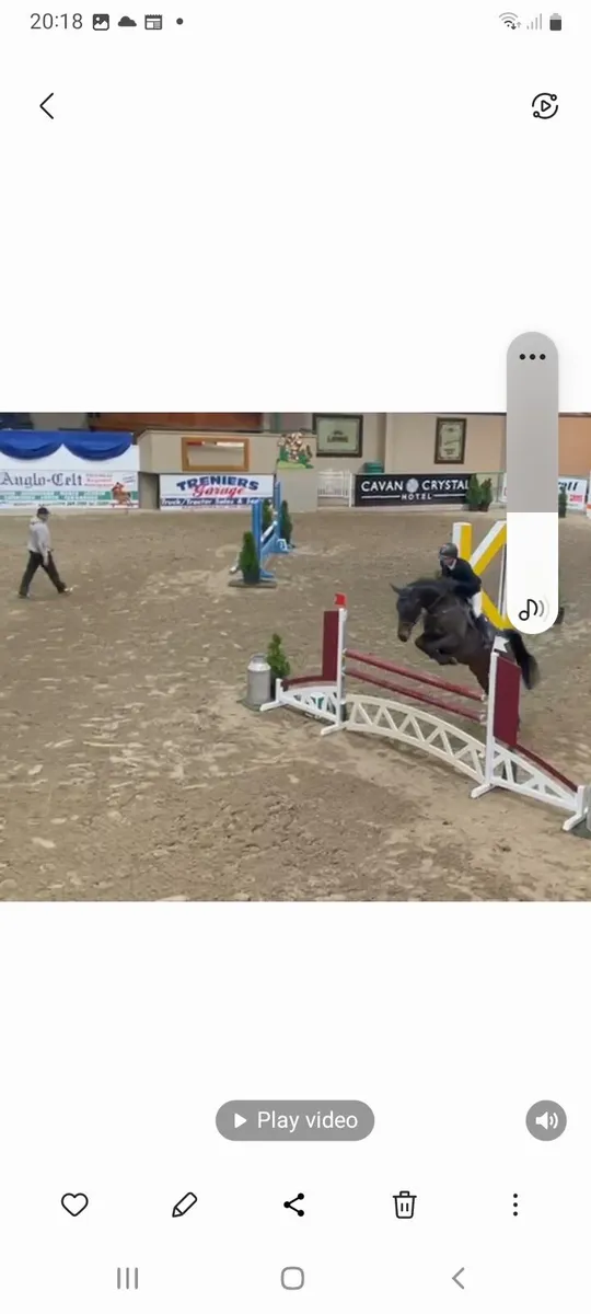 A sport s horse . - Image 1