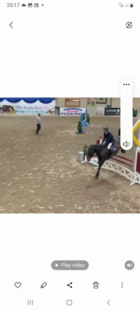 A sport s horse . - Image 2