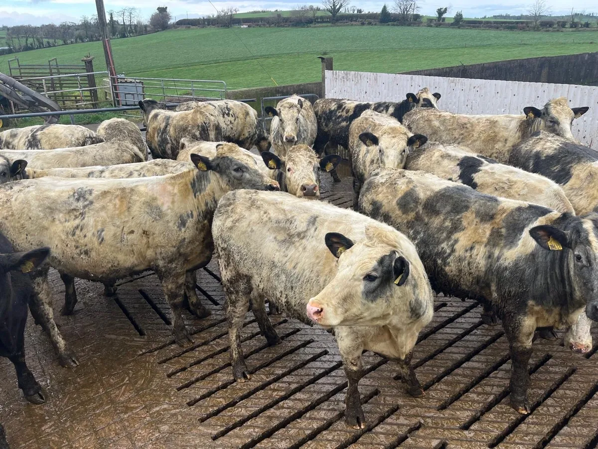 Belgian blue heifers - Image 1