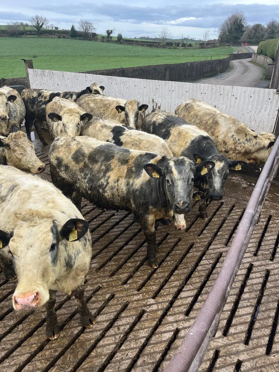 Belgian blue heifers - Image 2