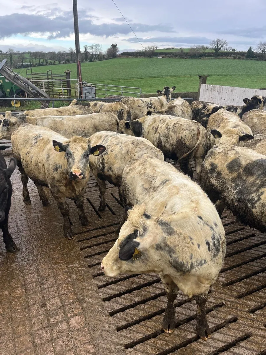 Belgian blue heifers - Image 3
