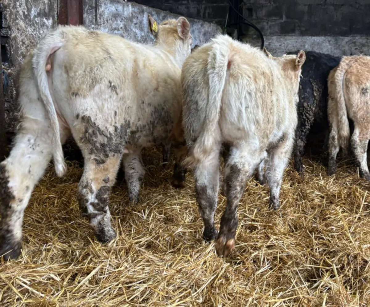 8 Heifer Weanlings - Image 2