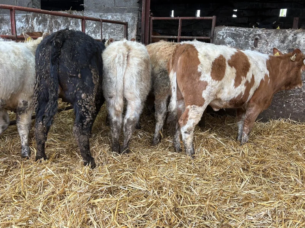 8 Heifer Weanlings - Image 4