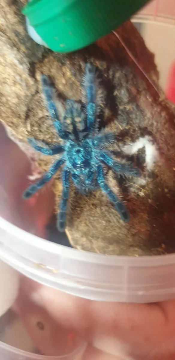 Tarantula - Image 2