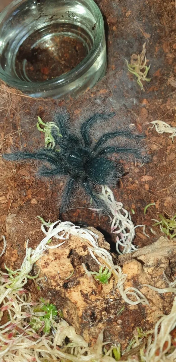 Tarantula - Image 4