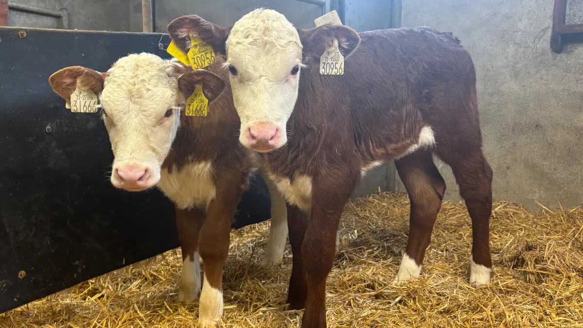 2 Red White Head Heifer Calves - Image 3