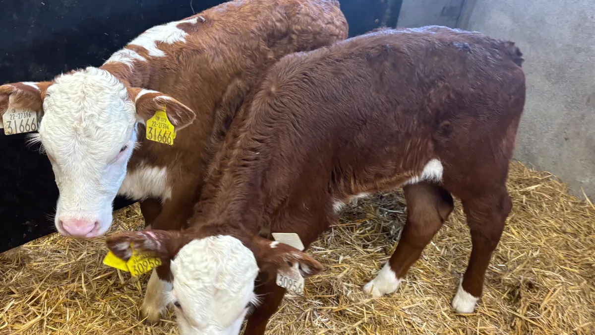 2 Red White Head Heifer Calves - Image 2