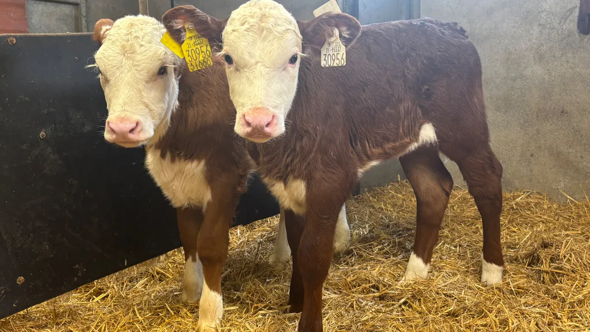 2 Red White Head Heifer Calves - Image 1