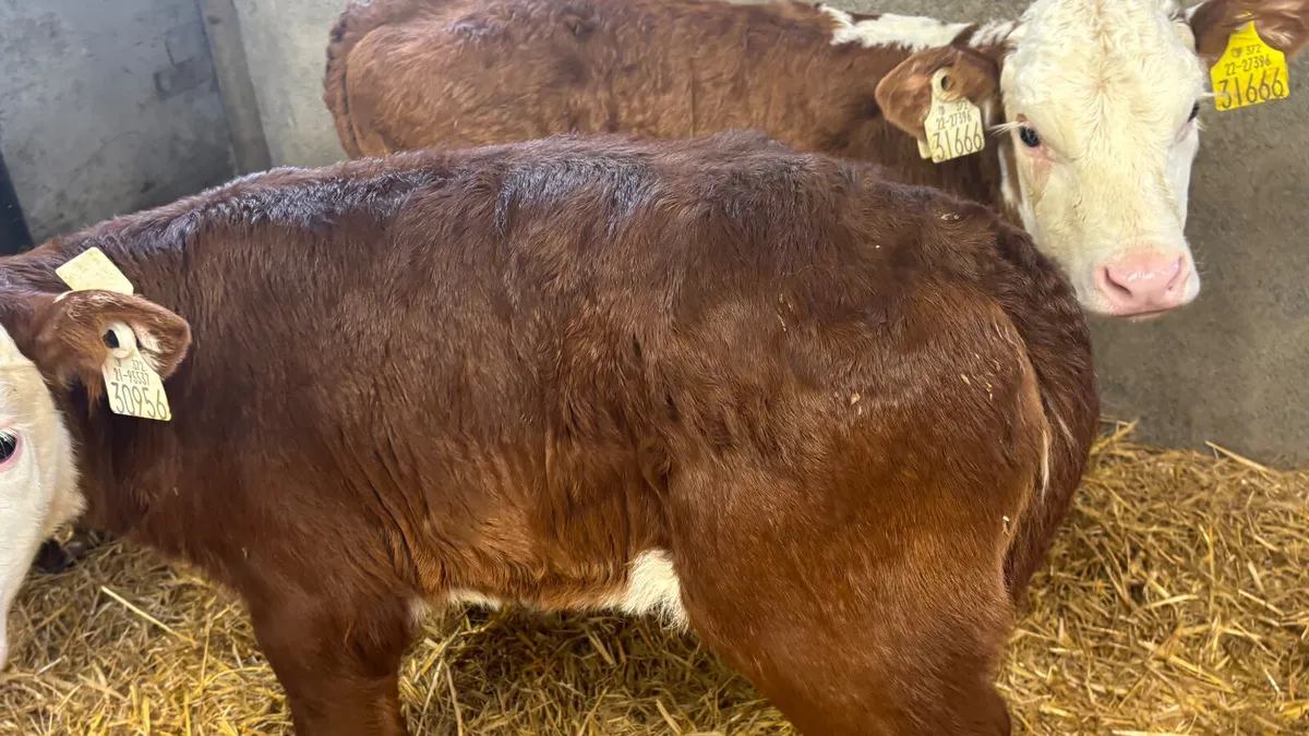 2 Red White Head Heifer Calves - Image 4