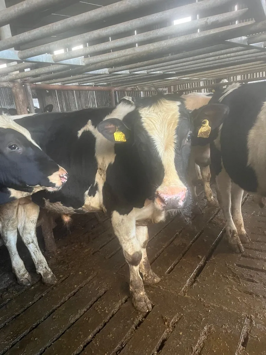 Friesian bull - Image 2