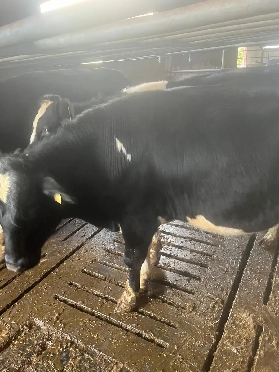 Friesian bull - Image 3