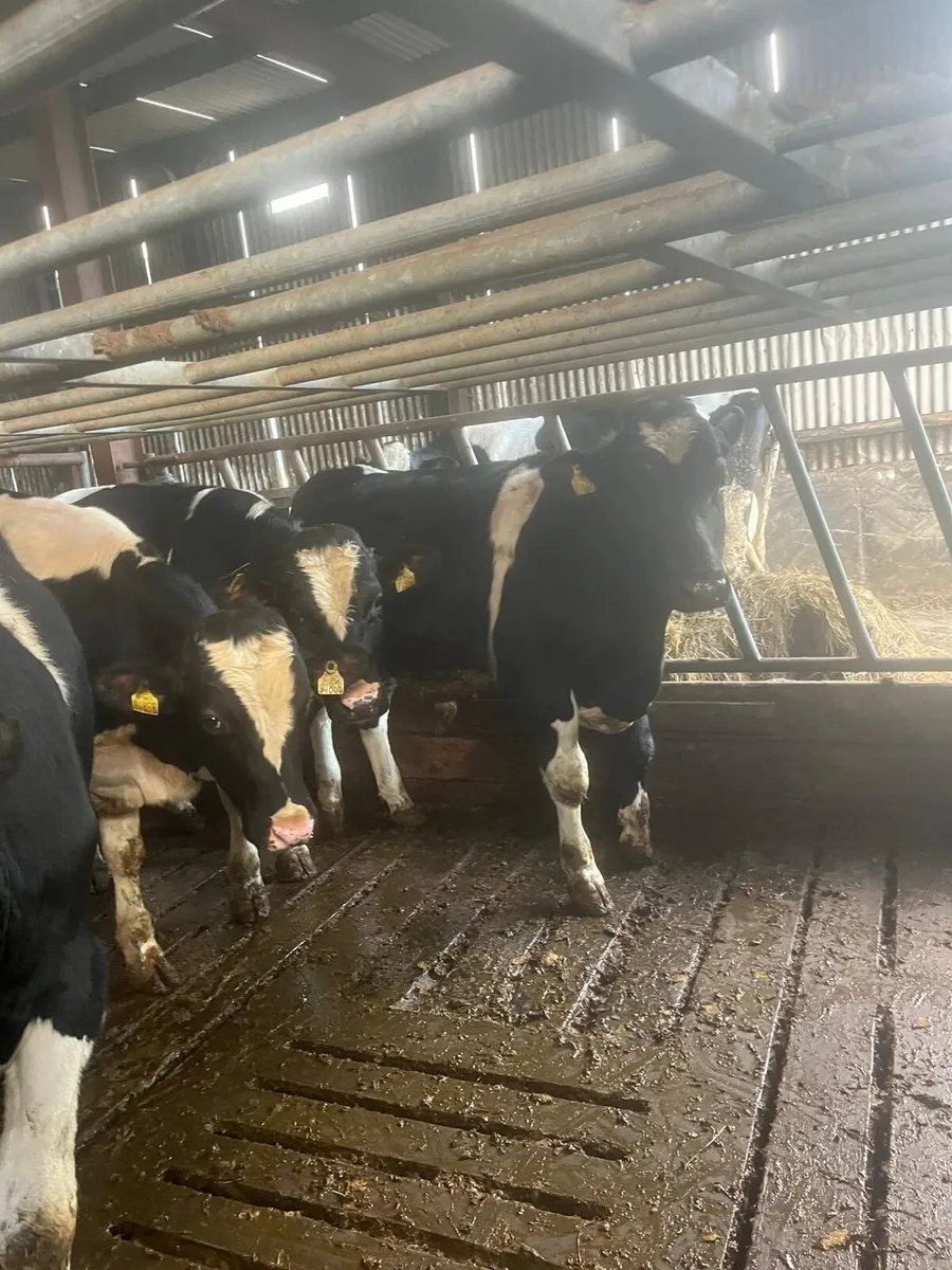 Friesian bull - Image 4