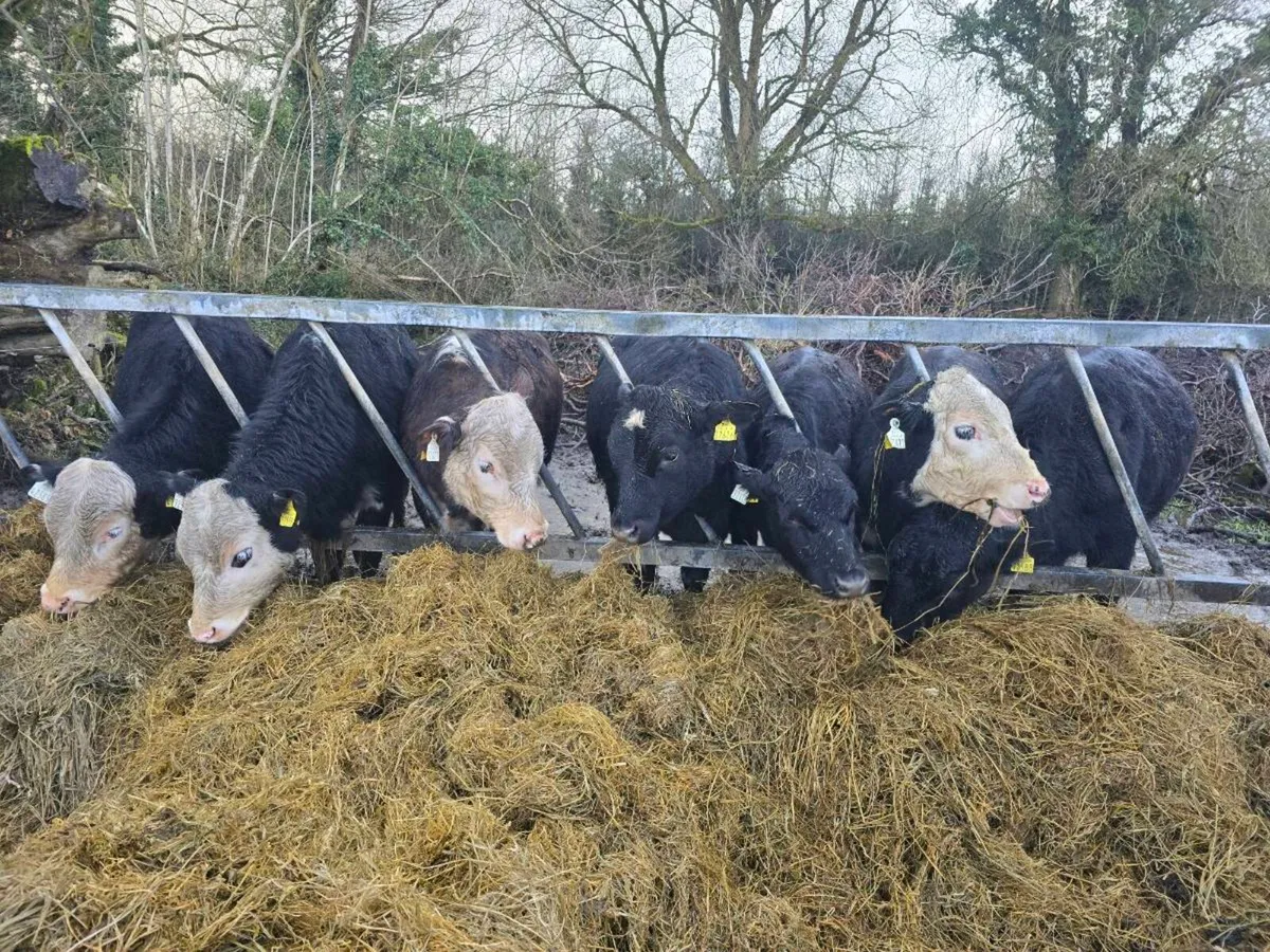 8no , 1 year old wealings , bullock s - Image 1