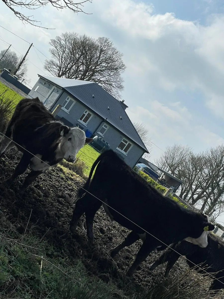 8no , 1 year old wealings , bullock s - Image 3