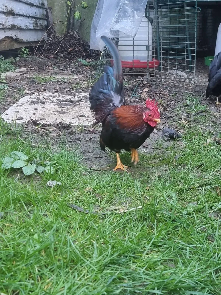 Serama bantam cockerel - Image 1