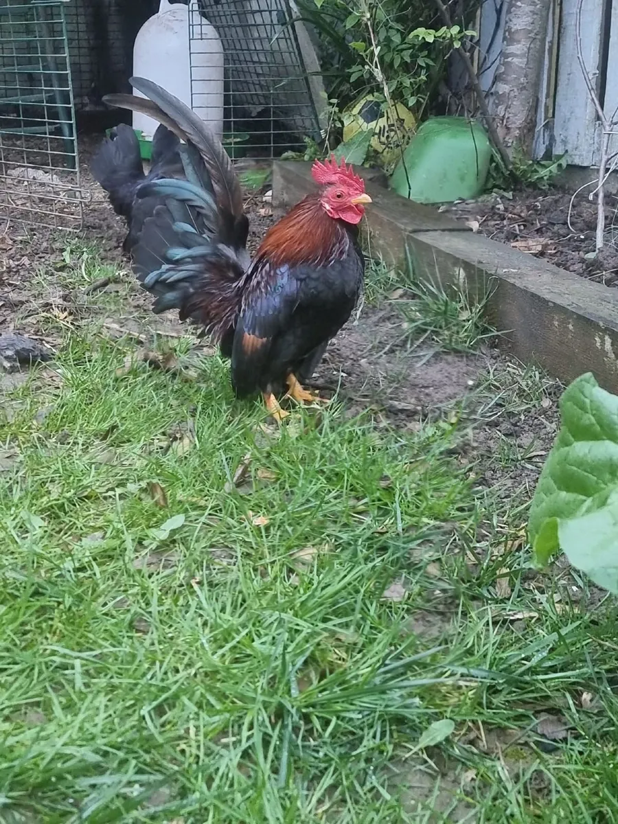 Serama bantam cockerel - Image 2