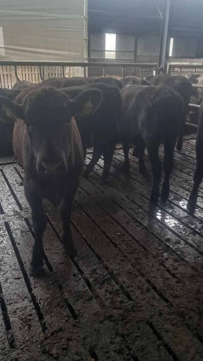 Angus heifers - Image 3
