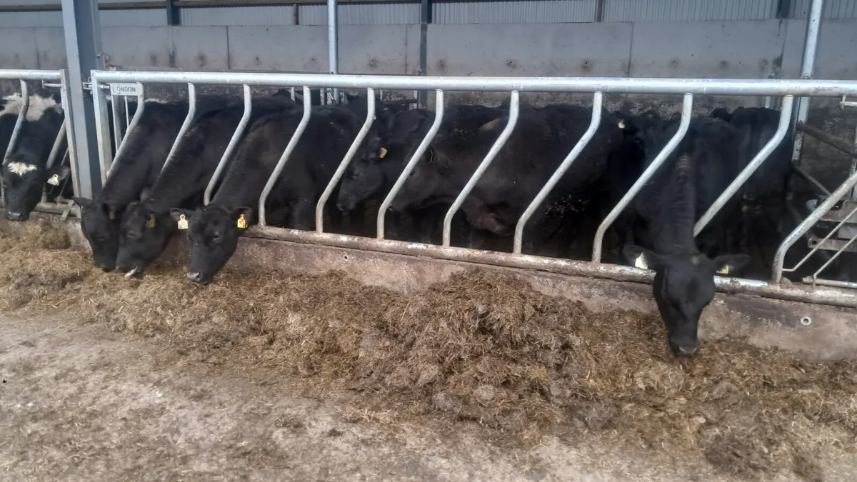 Angus heifers - Image 2