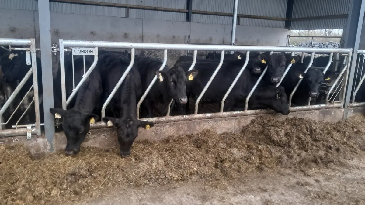 Angus heifers - Image 1