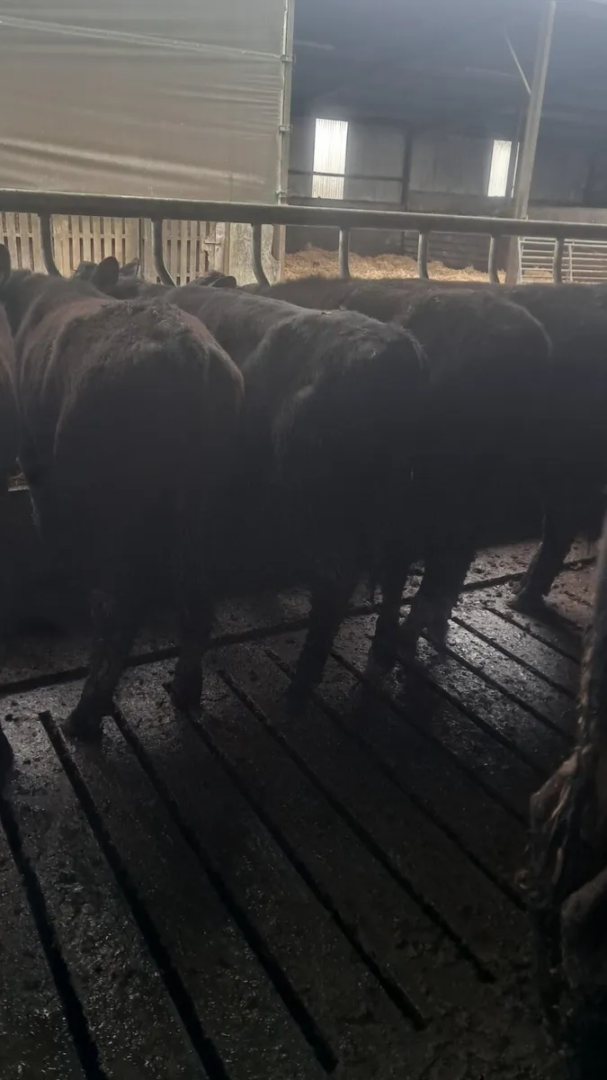 Angus heifers - Image 4