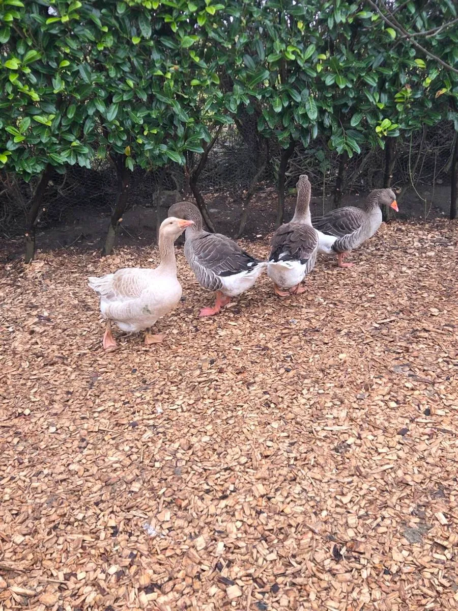 Quad of geese - Image 1